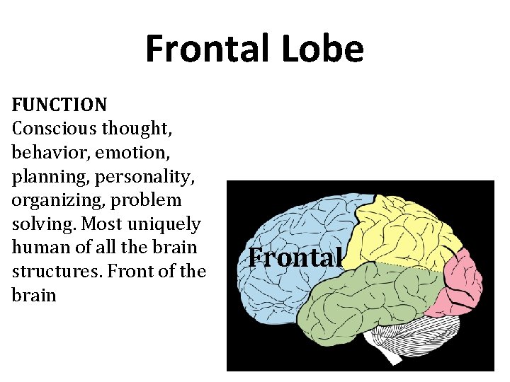 Frontal Lobe FUNCTION Conscious thought, behavior, emotion, planning, personality, organizing, problem solving. Most uniquely Frontal Lobe FUNCTION Conscious thought, behavior, emotion, planning, personality, organizing, problem solving. Most uniquely