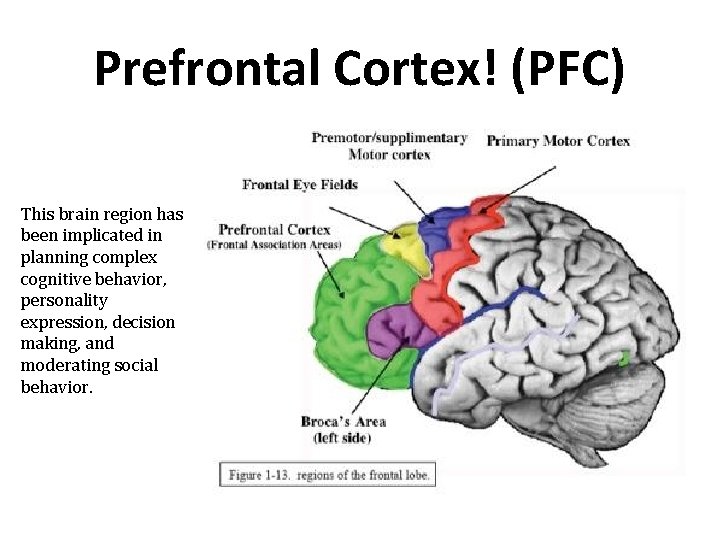 Prefrontal Cortex! (PFC) This brain region has been implicated in planning complex cognitive behavior, Prefrontal Cortex! (PFC) This brain region has been implicated in planning complex cognitive behavior,