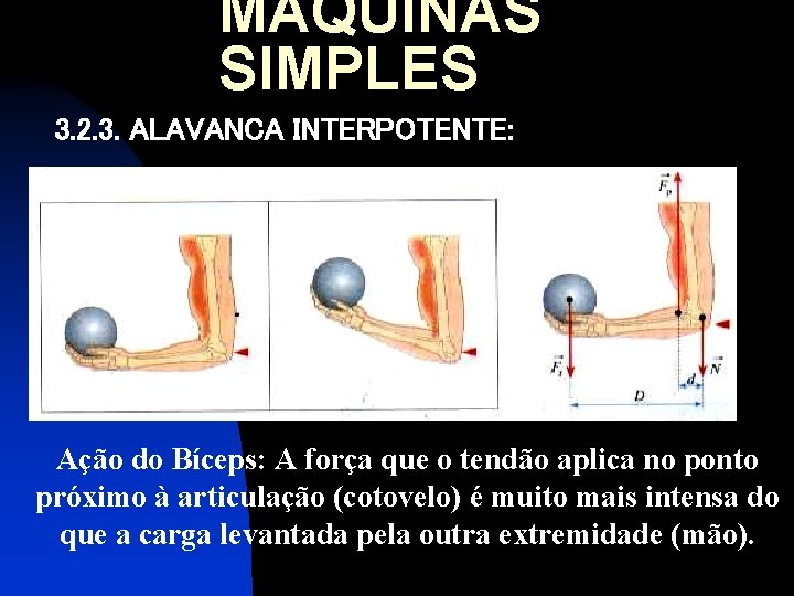 MÁQUINAS SIMPLES 3. 2. 3. ALAVANCA INTERPOTENTE: Ação do Bíceps: A força que o