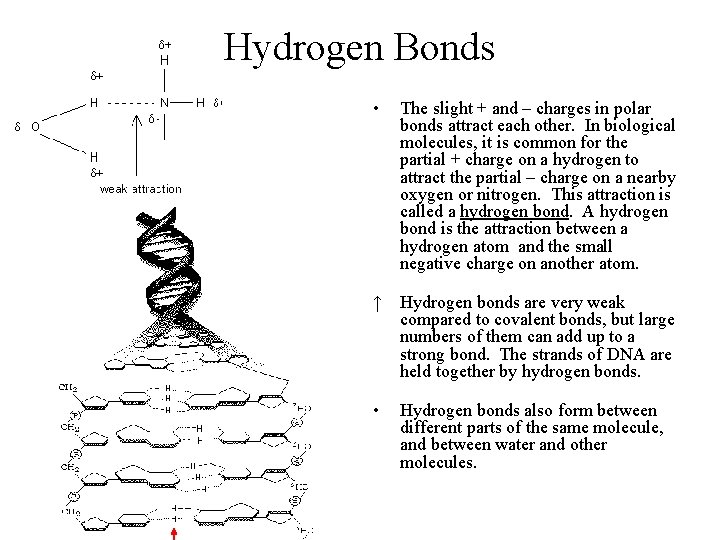 Hydrogen Bonds • The slight + and – charges in polar bonds attract each