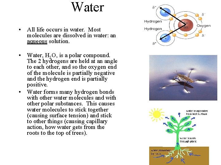 Water • All life occurs in water. Most molecules are dissolved in water: an
