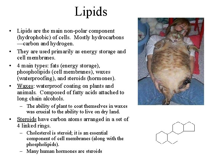 Lipids • Lipids are the main non-polar component (hydrophobic) of cells. Mostly hydrocarbons —carbon