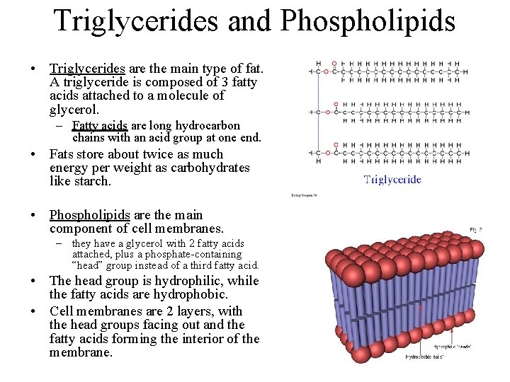 Triglycerides and Phospholipids • Triglycerides are the main type of fat. A triglyceride is