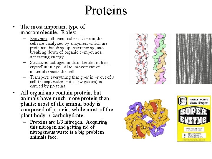 Proteins • The most important type of macromolecule. Roles: – Enzymes: all chemical reactions