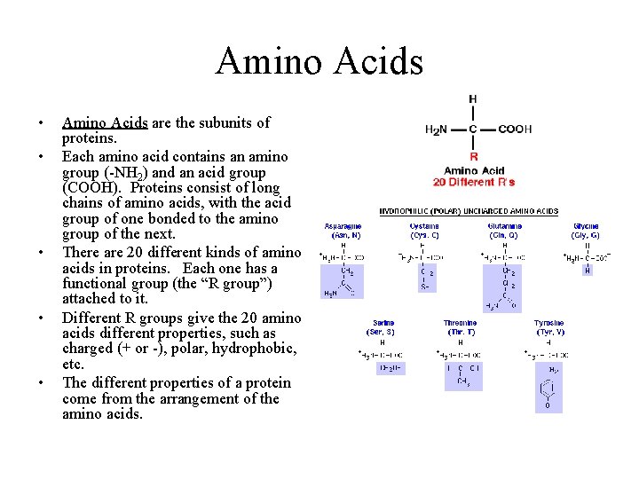 Amino Acids • • • Amino Acids are the subunits of proteins. Each amino
