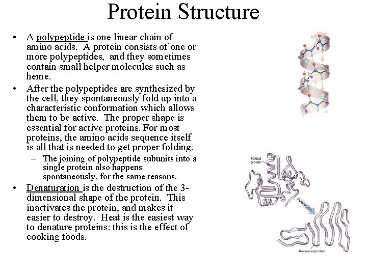 Protein Structure • A polypeptide is one linear chain of amino acids. A protein