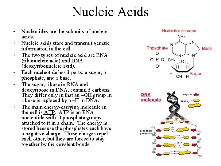 Nucleic Acids • • • Nucleotides are the subunits of nucleic acids. Nucleic acids