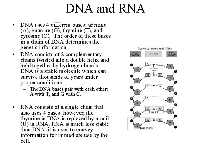 DNA and RNA • DNA uses 4 different bases: adenine (A), guanine (G), thymine