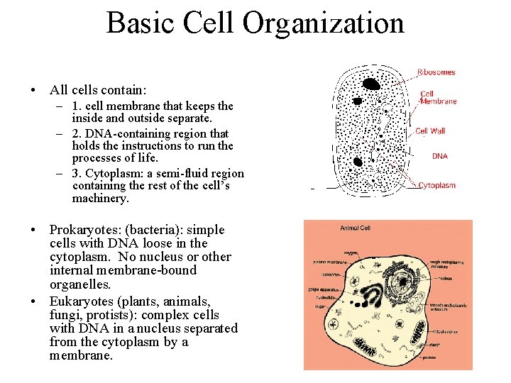 Basic Cell Organization • All cells contain: – 1. cell membrane that keeps the