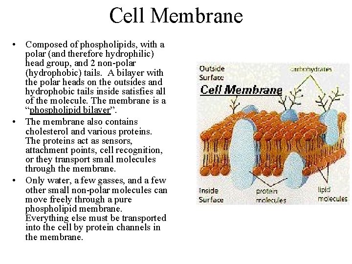 Cell Membrane • Composed of phospholipids, with a polar (and therefore hydrophilic) head group,