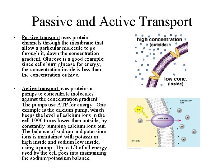 Passive and Active Transport • Passive transport uses protein channels through the membrane that