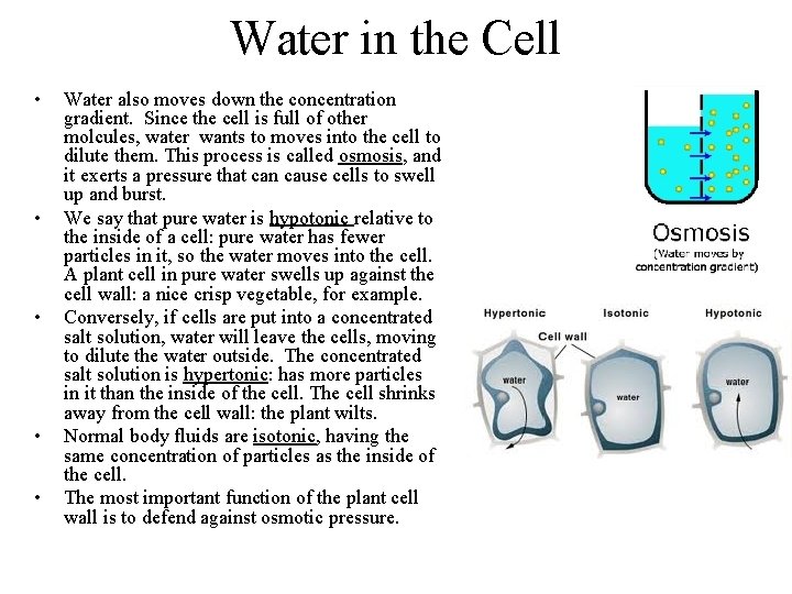 Water in the Cell • • • Water also moves down the concentration gradient.