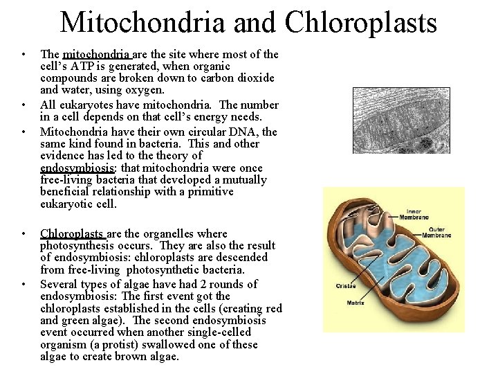 Mitochondria and Chloroplasts • • • The mitochondria are the site where most of