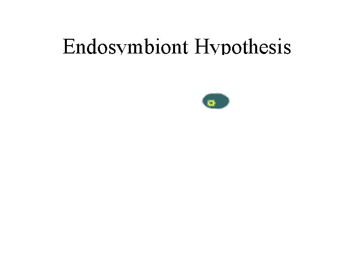 Endosymbiont Hypothesis 