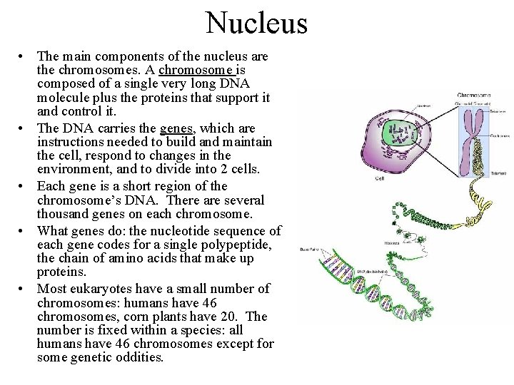 Nucleus • The main components of the nucleus are the chromosomes. A chromosome is