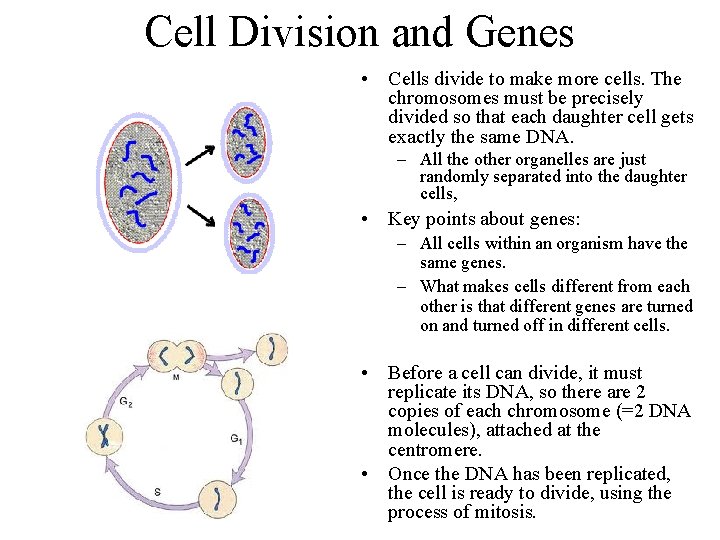 Cell Division and Genes • Cells divide to make more cells. The chromosomes must