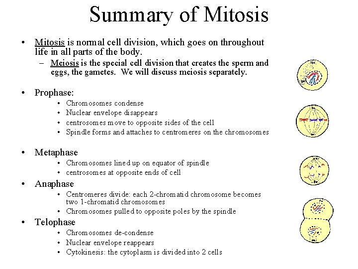Summary of Mitosis • Mitosis is normal cell division, which goes on throughout life