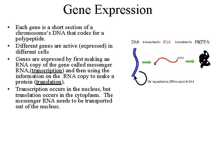 Gene Expression • Each gene is a short section of a chromosome’s DNA that
