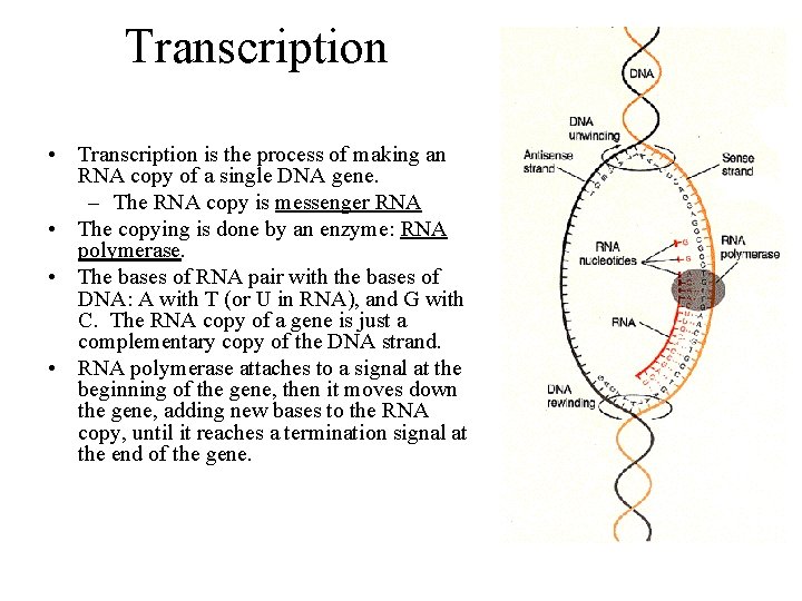 Transcription • Transcription is the process of making an RNA copy of a single