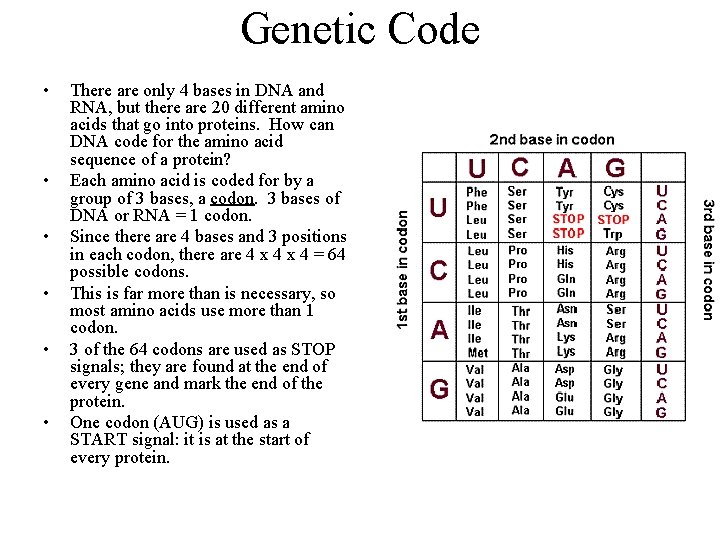 Genetic Code • • • There are only 4 bases in DNA and RNA,