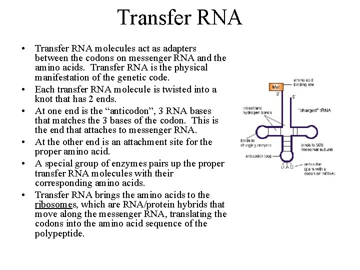 Transfer RNA • Transfer RNA molecules act as adapters between the codons on messenger
