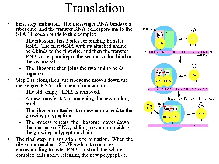 Translation • • • First step: initiation. The messenger RNA binds to a ribosome,