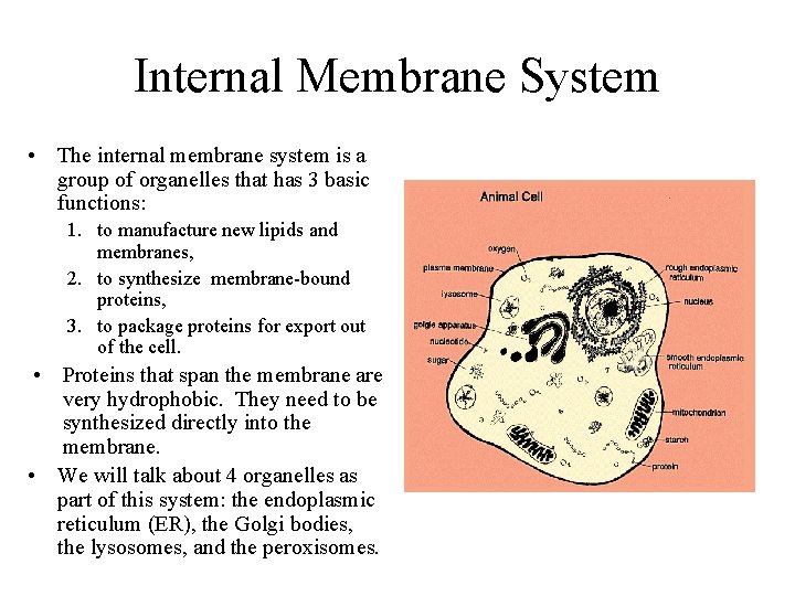 Internal Membrane System • The internal membrane system is a group of organelles that