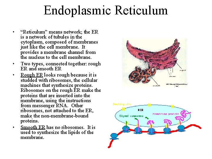 Endoplasmic Reticulum • • “Reticulum” means network; the ER is a network of tubules