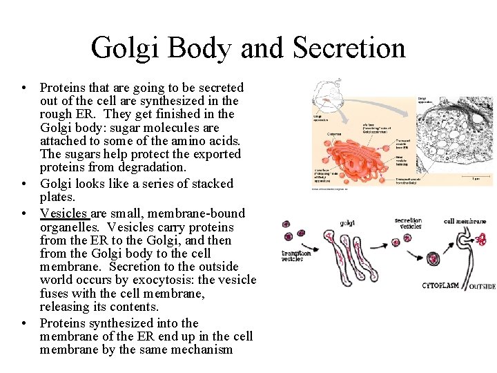 Golgi Body and Secretion • Proteins that are going to be secreted out of