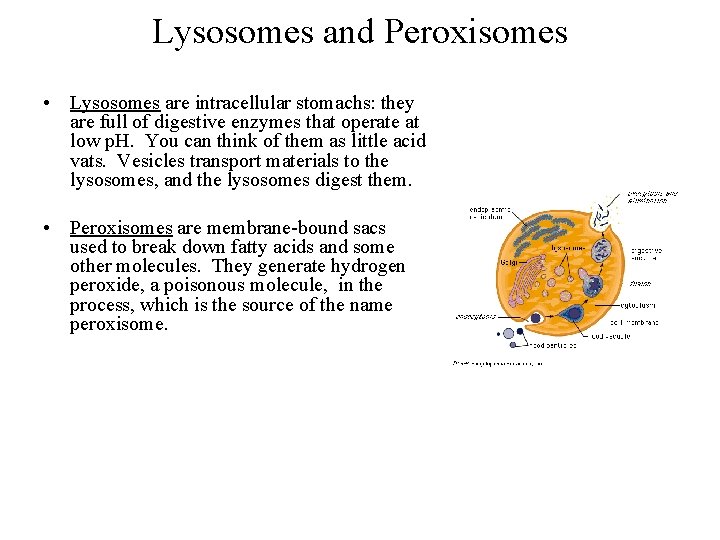 Lysosomes and Peroxisomes • Lysosomes are intracellular stomachs: they are full of digestive enzymes