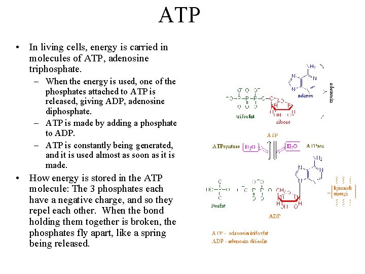 ATP • In living cells, energy is carried in molecules of ATP, adenosine triphosphate.
