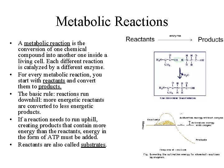 Metabolic Reactions • A metabolic reaction is the conversion of one chemical compound into