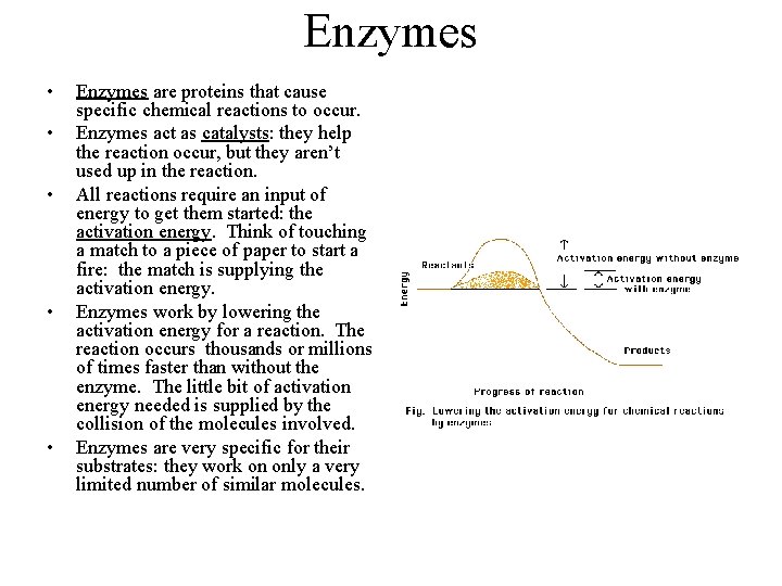Enzymes • • • Enzymes are proteins that cause specific chemical reactions to occur.