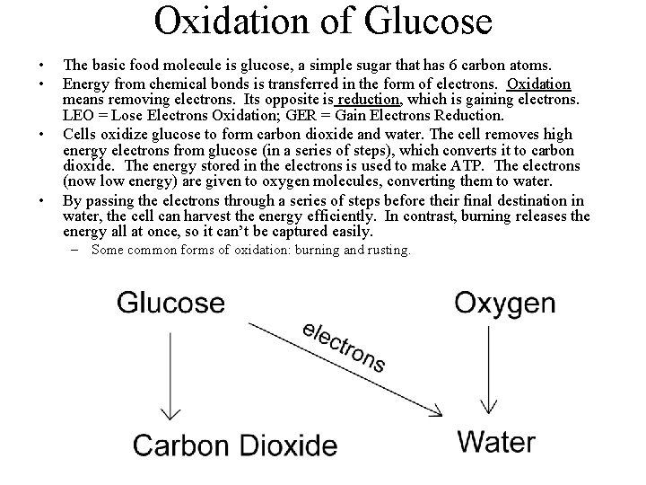 Oxidation of Glucose • • The basic food molecule is glucose, a simple sugar