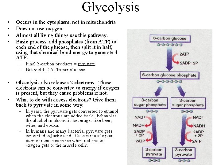Glycolysis • • Occurs in the cytoplasm, not in mitochondria Does not use oxygen.