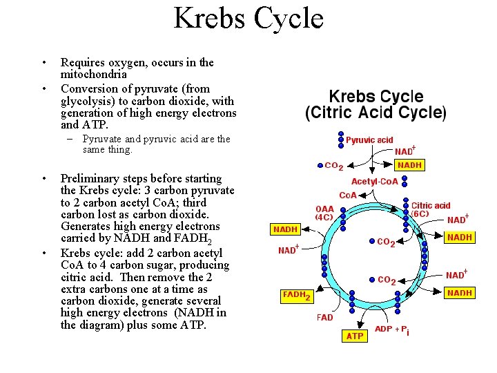 Krebs Cycle • • Requires oxygen, occurs in the mitochondria Conversion of pyruvate (from