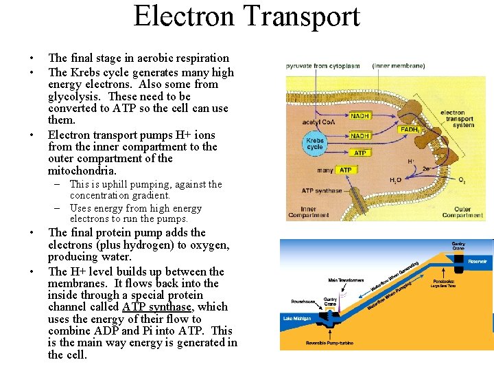 Electron Transport • • • The final stage in aerobic respiration The Krebs cycle