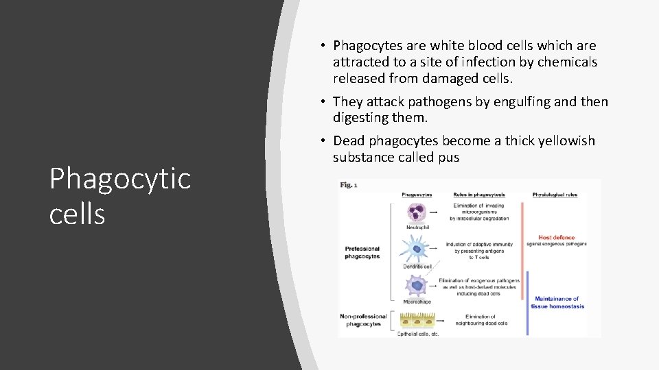  • Phagocytes are white blood cells which are attracted to a site of