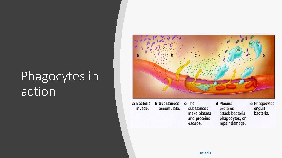 Phagocytes in action 
