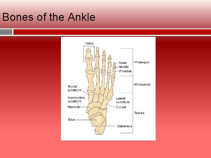 Bones of the Ankle 