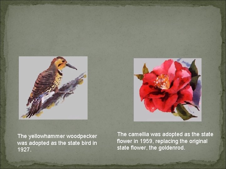 The yellowhammer woodpecker was adopted as the state bird in 1927. The camellia was