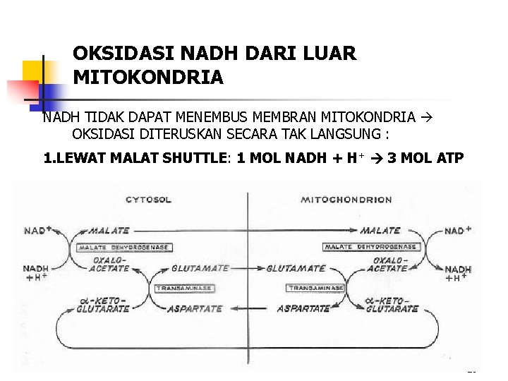 OKSIDASI NADH DARI LUAR MITOKONDRIA NADH TIDAK DAPAT MENEMBUS MEMBRAN MITOKONDRIA OKSIDASI DITERUSKAN SECARA