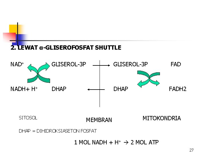 2. LEWAT α-GLISEROFOSFAT SHUTTLE NAD+ GLISEROL-3 P FAD NADH+ H+ DHAP FADH 2 SITOSOL