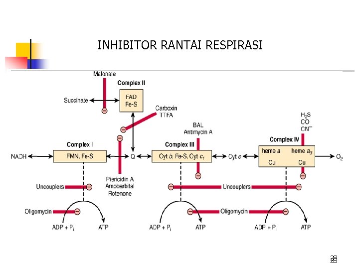 INHIBITOR RANTAI RESPIRASI 28 28 