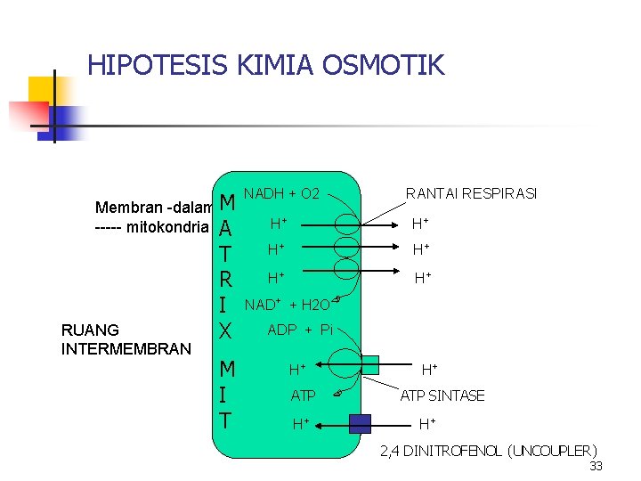 HIPOTESIS KIMIA OSMOTIK Membran -dalam M ----- mitokondria A T R I RUANG X