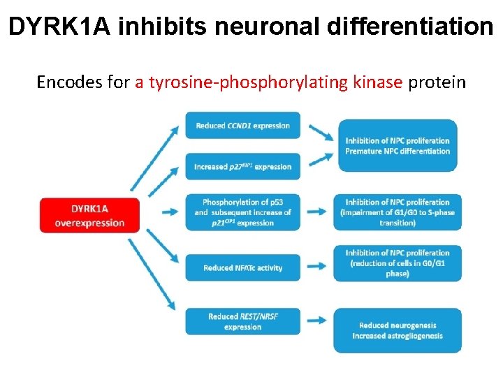 DYRK 1 A inhibits neuronal differentiation Encodes for a tyrosine-phosphorylating kinase protein 