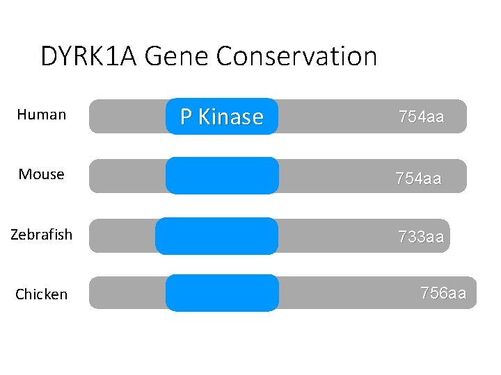 DYRK 1 A Gene Conservation Human P Kinase 754 aa Mouse 754 aa Zebrafish