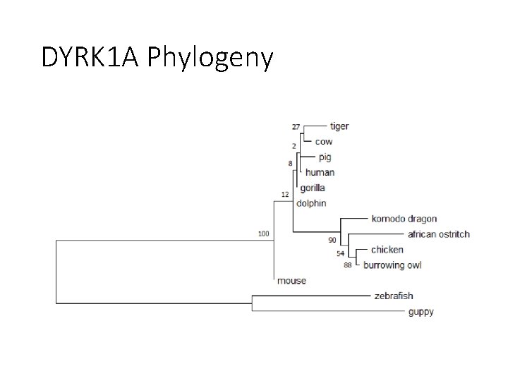 DYRK 1 A Phylogeny 