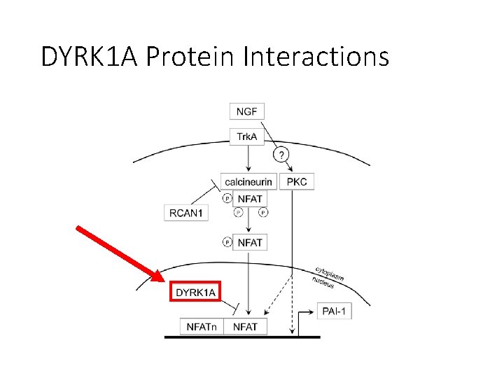 DYRK 1 A Protein Interactions 