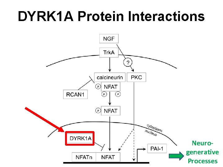 DYRK 1 A Protein Interactions Neurogenerative Processes 
